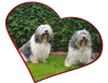 PON Welpen BONA und Frieda