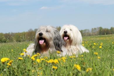 Ondra und Pari PON von der Bismarckwarte