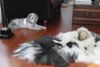 Afrika und Pamuk (Charis)