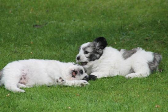 Eddi und Oskar