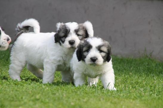 Eddi und Oskar